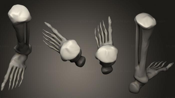 Anatomy of skeletons and skulls (Bones9, ANTM_0324) 3D models for cnc